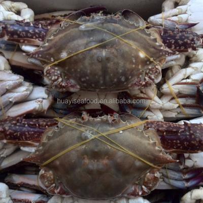 China Blue crab fresh frozen FROZEN for sale