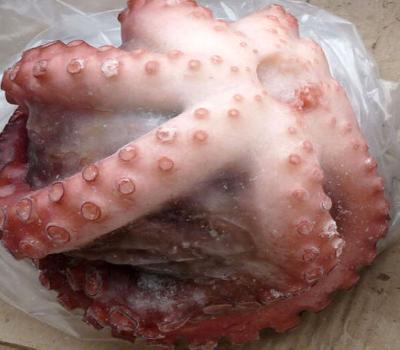 China Scientific name of frozen octopus for sale