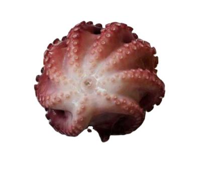 China Frozen frozen ball shaped octopus for sale