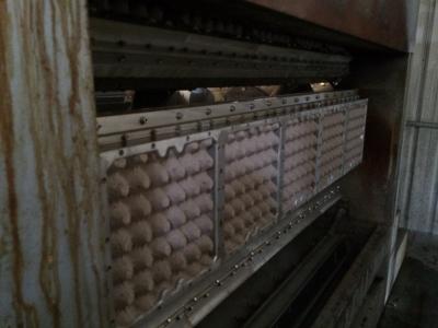 China Egg Tray Packaging Pulp Molding Machine With Rotary Vacuum Moulding System for sale