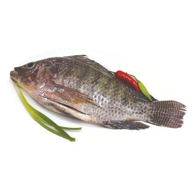 China Competitive Price FROZEN and Measured GS Gutted Tilapia for sale