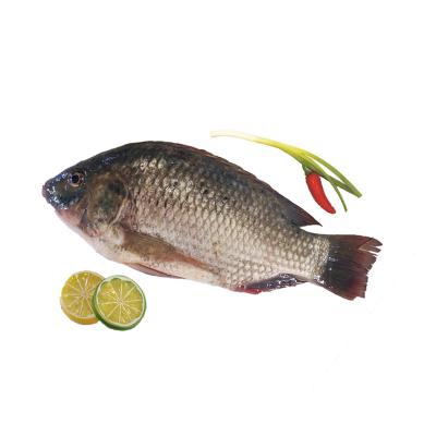 China FROZEN Tilapia Whole Round Fishes Alive By Freezing for sale