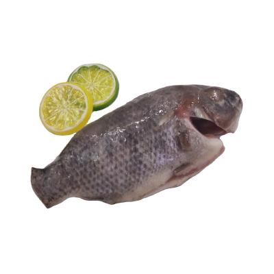 China Good quality local frozen cleaned tilapia for sale