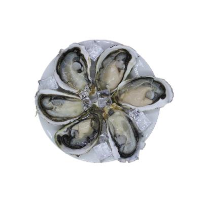 China Demi Shell Oyster With Big Size Frozen FROZEN and Mild Taste for sale