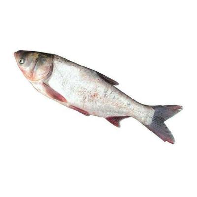 China Local Frozen Whole Round FROZEN Chub Silver Carp Fish Good Quality for sale