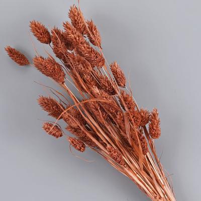 China Green Environmental Protection China Factory Supply Dried Phalaris Grass Dried Flowers For Wedding for sale