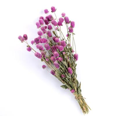 China Environmental protection real flower touch preserved gomphrena green wholesale preserved globosa for sale