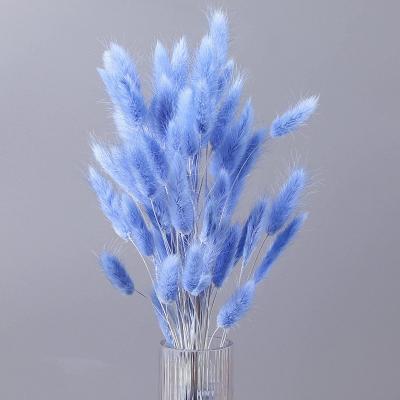 China Green Environmental Protection Dry Lagurus Dried Flowers 2022 Best-selling Wedding Decoration Flower Dried Flowers Lagurus for sale