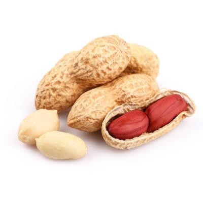 China Dried Premium Quality Peanut With Shell Dried Groundnut Bulk Raw Peanut With Shell for sale