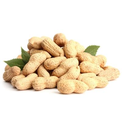 China High Quality Shell Raw Peanuts Dry Raw Peanuts 9/11 11/13 On Sale for sale