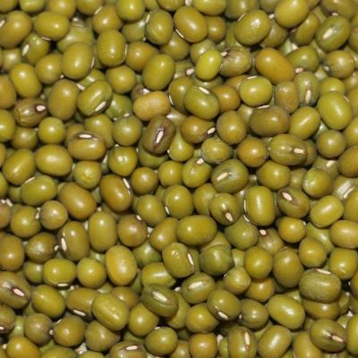 China Green Hot Dry Mung Bean Price With Good Selling Manufactory for sale