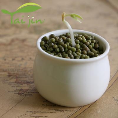 China Moong dry Dal Fresh Green Mung Beans from China for sale