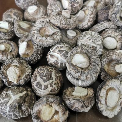 China Dried xianggu typical delicious dried flower shitake sprout on sale for sale