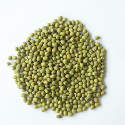 China No Addition Export Wholesale Dried Green Green Mung Beans Gram for sale