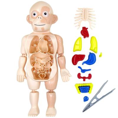 China 3D Model Intelligent Board Game Toys 2021 Science and Education Human Organ DIY Model Assembled Children's Toys Experiment Laboratories Teaching Aids Medical Toys for sale