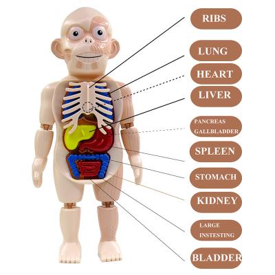 China 3D Model Intelligent Board Game Toys 2021 Hot Selling Parent-child Model 3D Human Organ Science Experiment Teaching Toy Splicing for Kids Student for sale