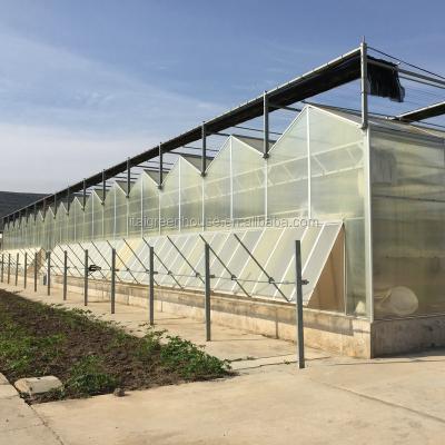 China 4m sectie polycarbonaat kas voor groenten, fruit en bloemen commerciële kwaliteit Te koop