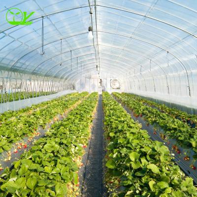 China Invernadero hidropónico Fresa longitud 30-100m Adecuada para vegetales Frutas Flores en venta