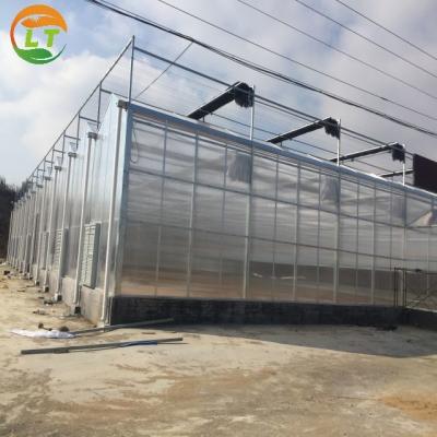 China Gran invernadero de policarbonato para el cultivo de verduras y flores en venta