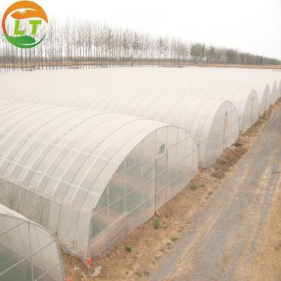 China Easily Installed Tunnel Greenhouse with Height Designable by Inner Plants 40GP Details for sale