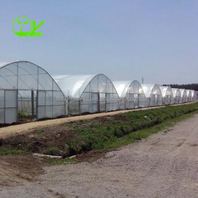 China Film Covered Agricultural Tunnel Greenhouse for Growing Vegetables Fruits and Flowers for sale