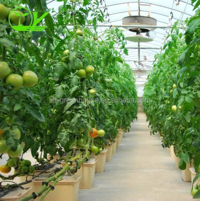 China Hydroponic Growing System for Tomatoes in Dutch Bucket Easy Assembly and Efficiency for sale