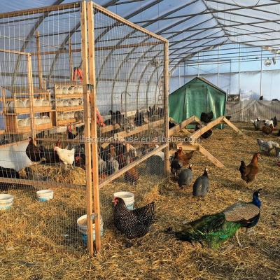 China Customized Size Film Covered Poultry Farm Greenhouse Length 30-100m with Film Cover for sale