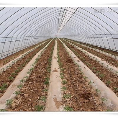 China 3m High Agricultural Poly Tunnel Greenhouse Transparent Colour Customizable Height for sale