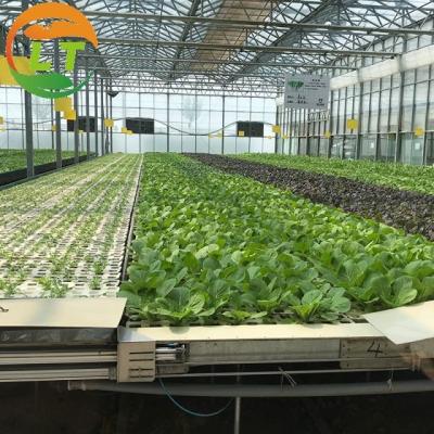 China Pressure-Resistant Glass House for Large-Scale Growth of Vegetable Fruits and Flowers for sale