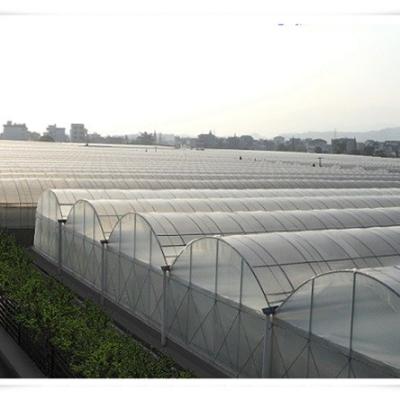 China Customized Multi Span Agriculture Greenhouse for Vegetable Optional Irrigation System for sale