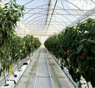 China 8.0m 10.0m Span Width Agriculture Greenhouse for Tomato and Vegetable for sale