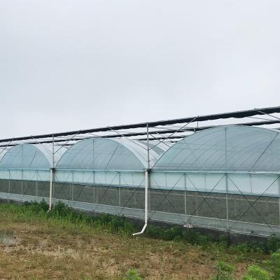 China Durable Hot-dipped Galvanized Frame Plastic Film Agricultural Greenhouse with PE Span Single/ Multi for sale