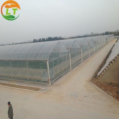 China Roof Height 4.8-7.8m 200 Micron UV Resistant Plastic Film Greenhouse for Vegetable for sale