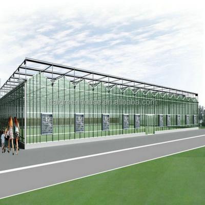 China Multi-Span Agricultural Greenhouses Modern Tech Glass Greenhouse for Agriculture for sale