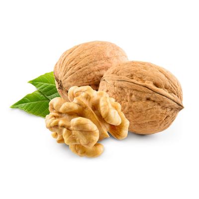 China Type33 Nuts Walnut Bulk Suppliers Dried Natural Walnuts In Shell Shelled Walnut for sale