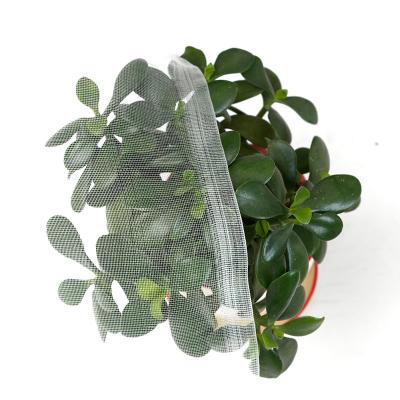 China Plant Protection 16 Mesh Insect Net 65g Anti With Light Weight And High Strength for sale