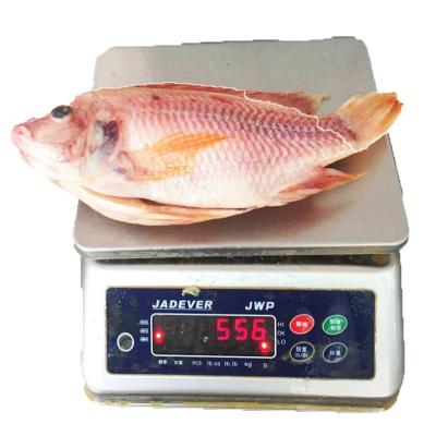 China Fresh Frozen Red Tilapia Fish from NATURE'S Best Quality Seafood for sale