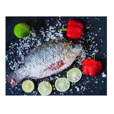 China NATURE Whole Round Frozen Black Tilapia Tilapia Wholesale Frozen Seafood for sale