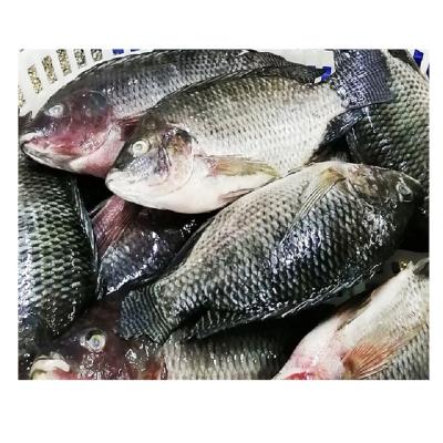 China NATURE Gutted Scaled Frozen Black Tilapia Frozen Tilapia New Season With Best Quality for sale