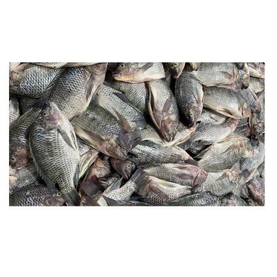 China NATURE'S Best Chinese Frozen Seafood Tilapia Fish for sale