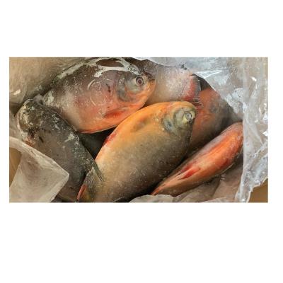 China China NATURE Top Frozen Tilapia Popular Sale Frozen Tilapia for sale