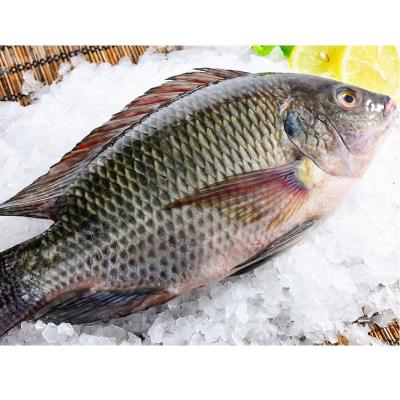 China NATURE Fresh Tilapia Fish Seafood Whole Round Frozen Black Gutted and Measured Seafood Tilapia Fish Product From China for sale