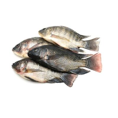 China NATURE Premium Black Tilapia Fish Frozen Black Tilapia for sale