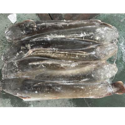 China Good Selling Good Quality Frozen Whole Round Catfish from NATURE for sale