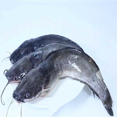 China Good NATURE sale export whole around 1 - 2 kg frozen catfish for sale