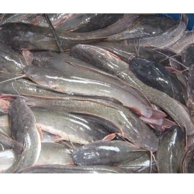 China NATURE Best Quality Natural Whole Frozen Catfish Silurus Asotus Seafood Product for sale