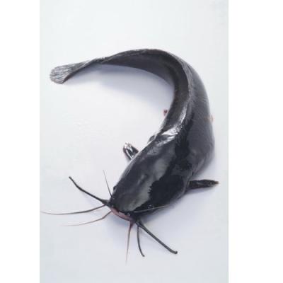 China African Catfish NATURE Silurus Asotus Catfish Frozen Agricultural Wholesale for sale