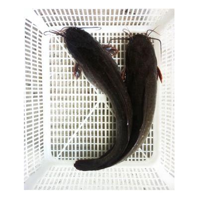 China NATURE Hot Sale For Africa Price Whole Round Catfish Silurus Asotus 1000-2000g for sale