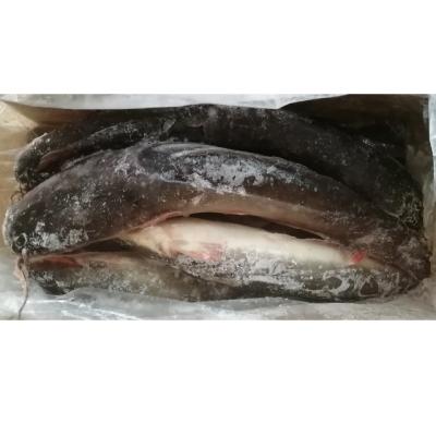 China NATURE Catfish Fish Best Price Whole Round Frozen Catfish Big Size Exporters for sale