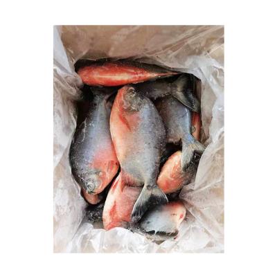 China NATURE hot sales FROZEN RED CASTAGNOLES with best price for sale